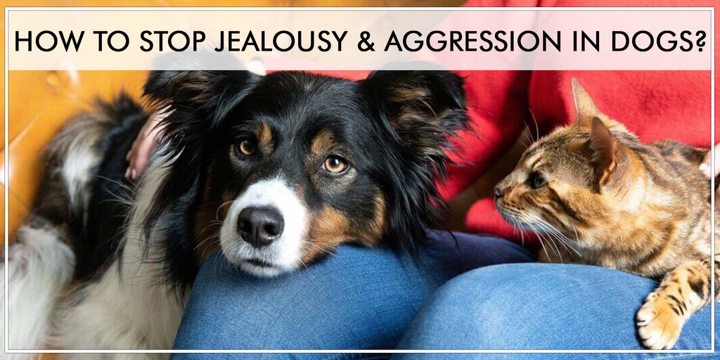 How To Stop Jealousy & Aggression In Dogs?