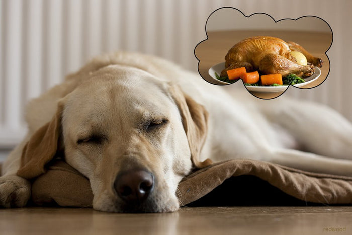 Foods You Can Share With Your Dog