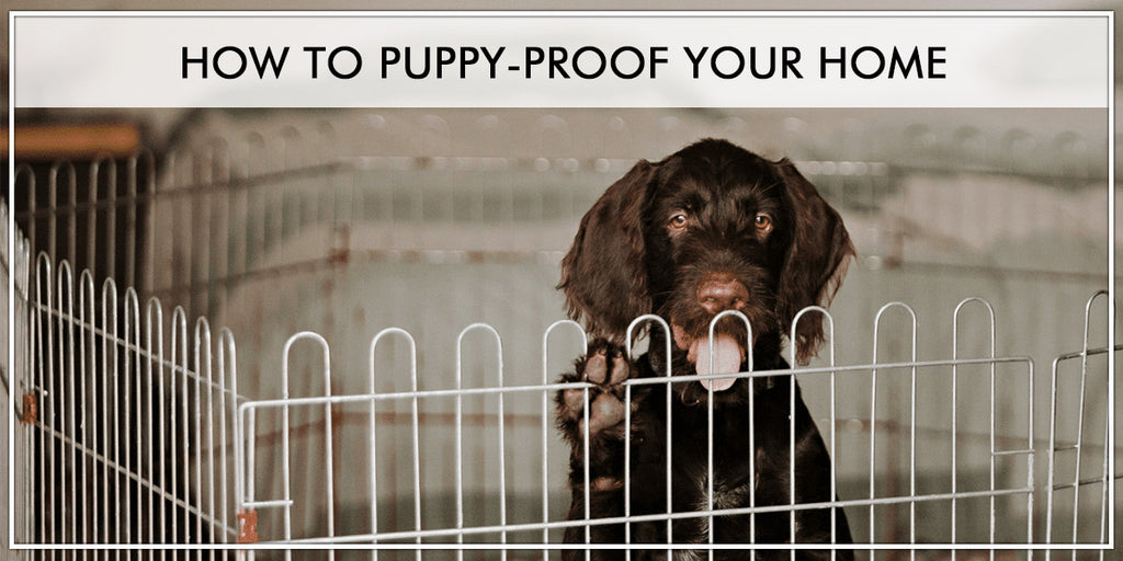 How To Puppy-Proof Your Home