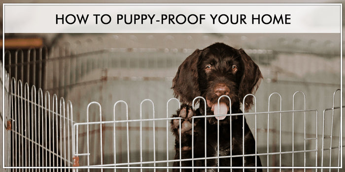 How To Puppy-Proof Your Home