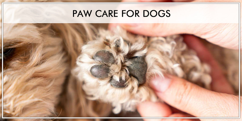 Dog Paw Care: Everything You need to Know