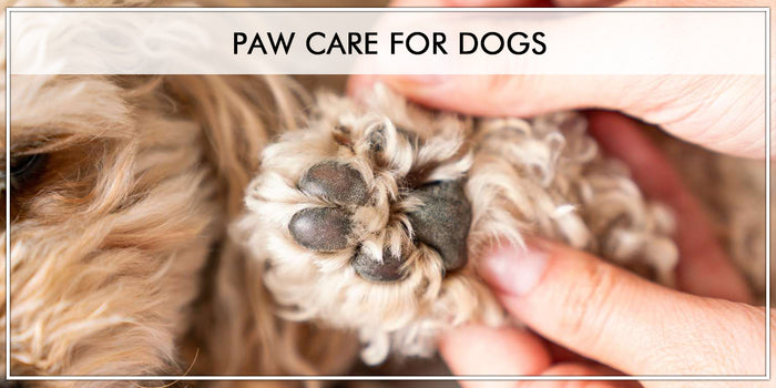 Dog Paw Care: Everything You need to Know