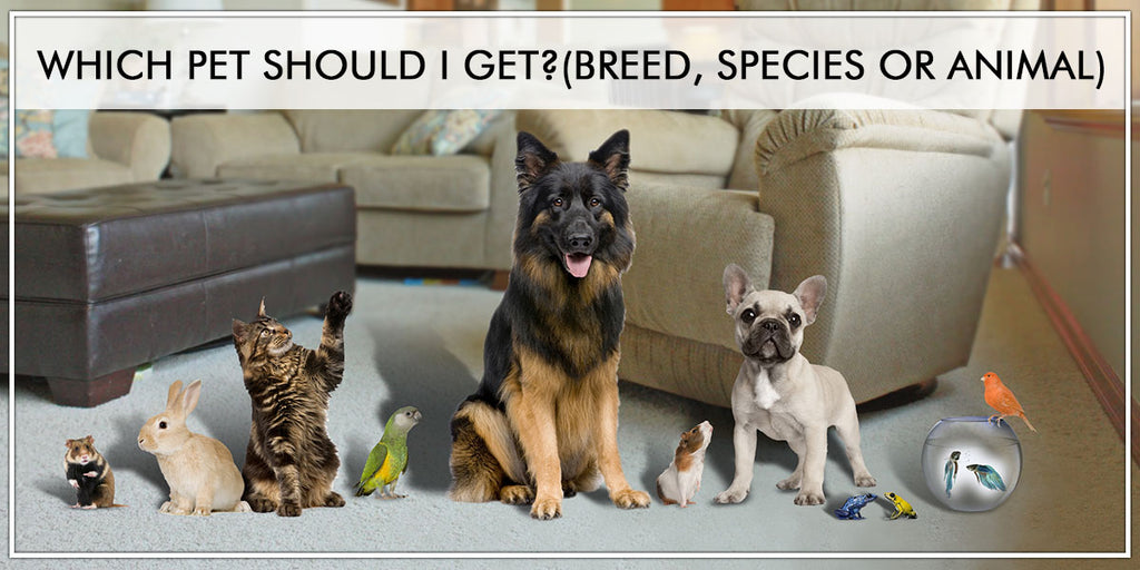 Which Pet Should I Get?  (Breed, Species or Animal)
