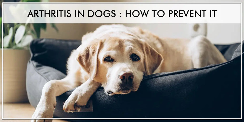Treat Your Pet’s Arthritis Pain in Just Minutes with CBD oil