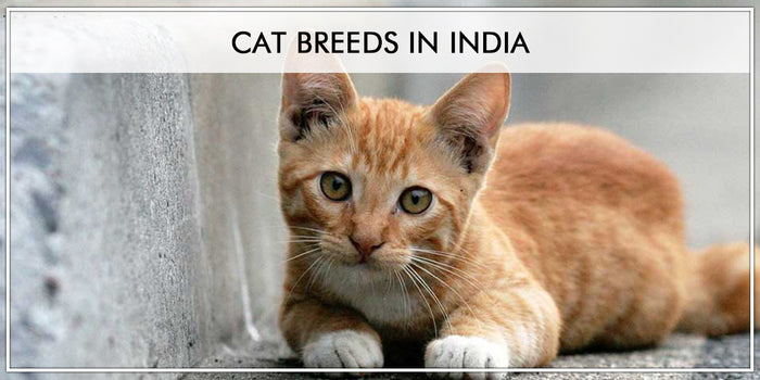 7 Most Popular Best Cat Breeds In India : Pawsindia