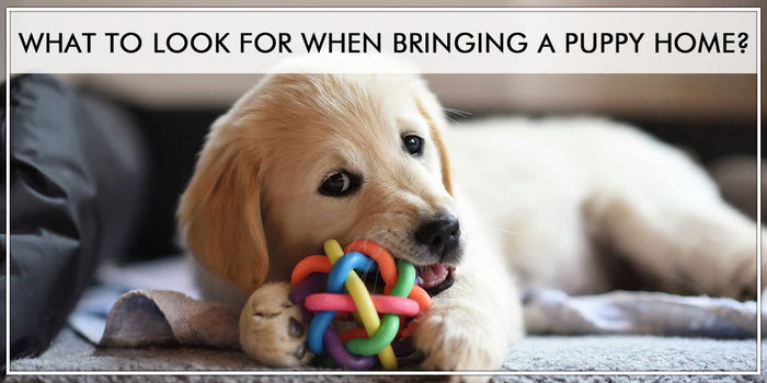 What To Look For When Bringing A Puppy Home?