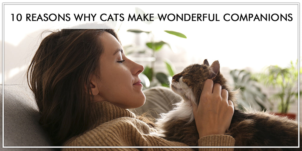 10 Reasons Why Cats Make Wonderful Companions