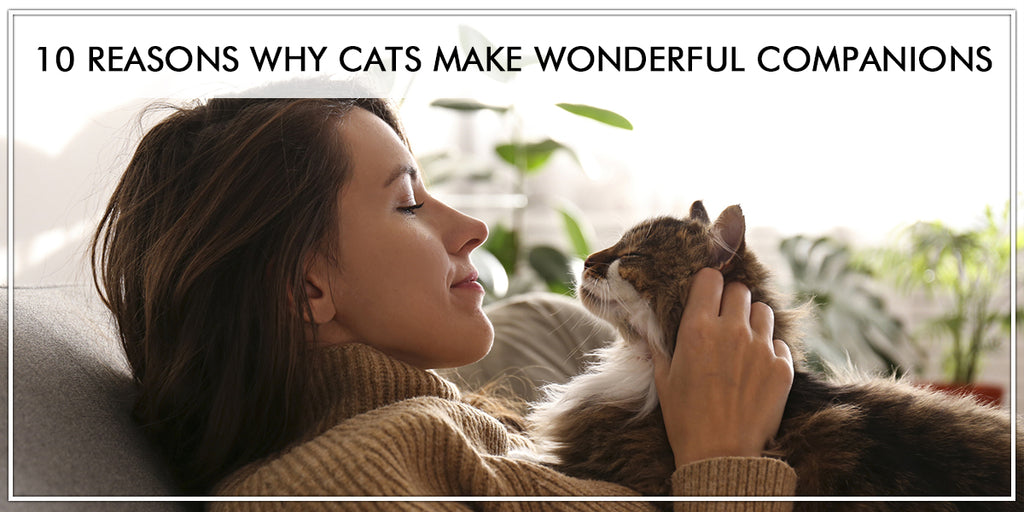 10 Reasons Why Cats Make Wonderful Companions