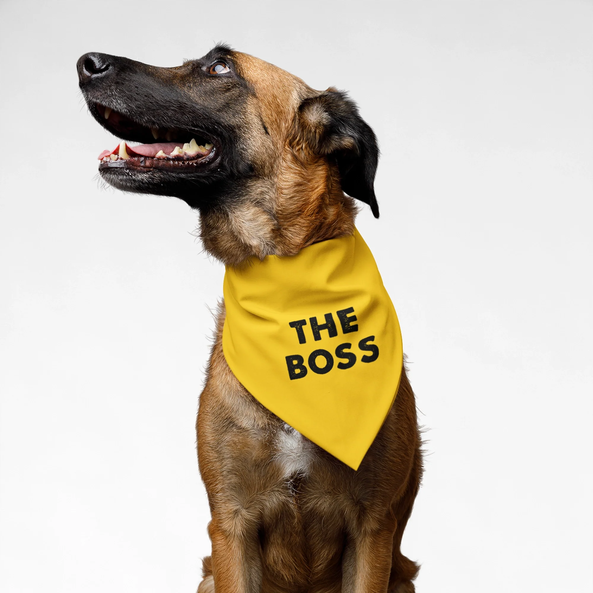 PawsIndia Pet Bandana - The BOSS