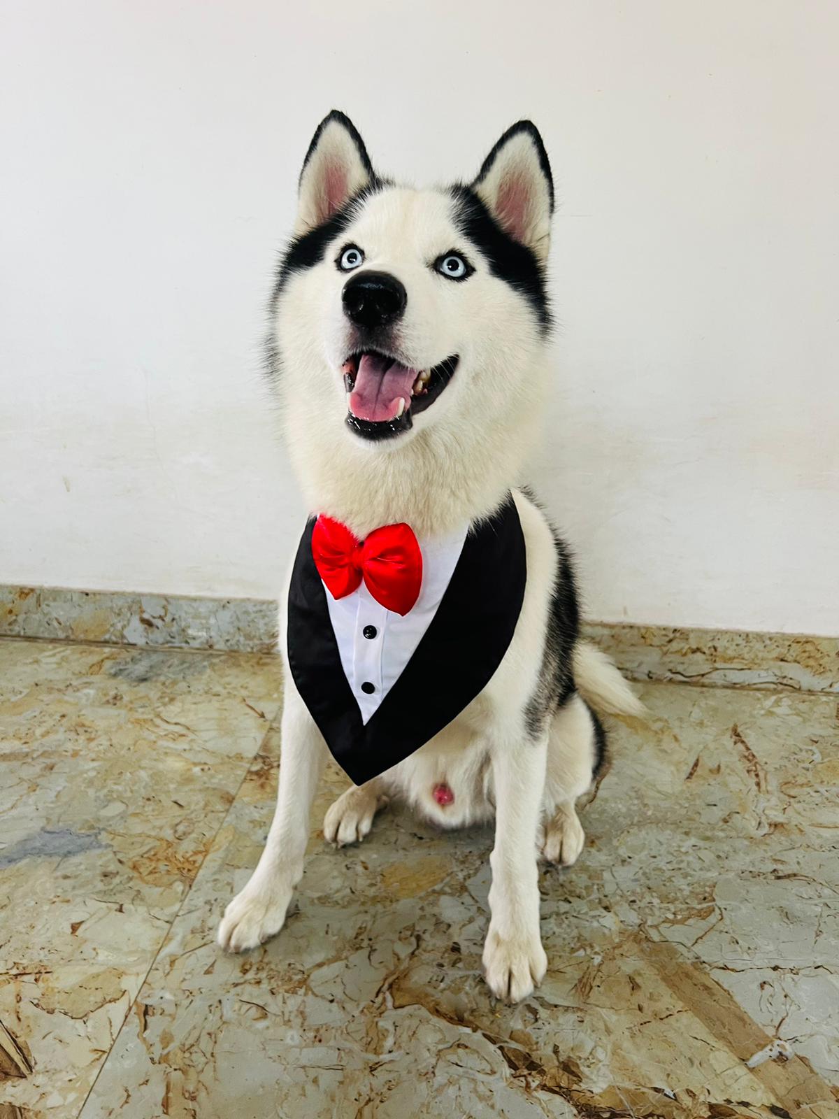 PawsIndia Black & White Tuxedo Bandana With Red Bow For Pets