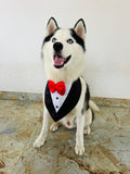 PawsIndia Black & White Tuxedo Bandana With Red Bow For Pets