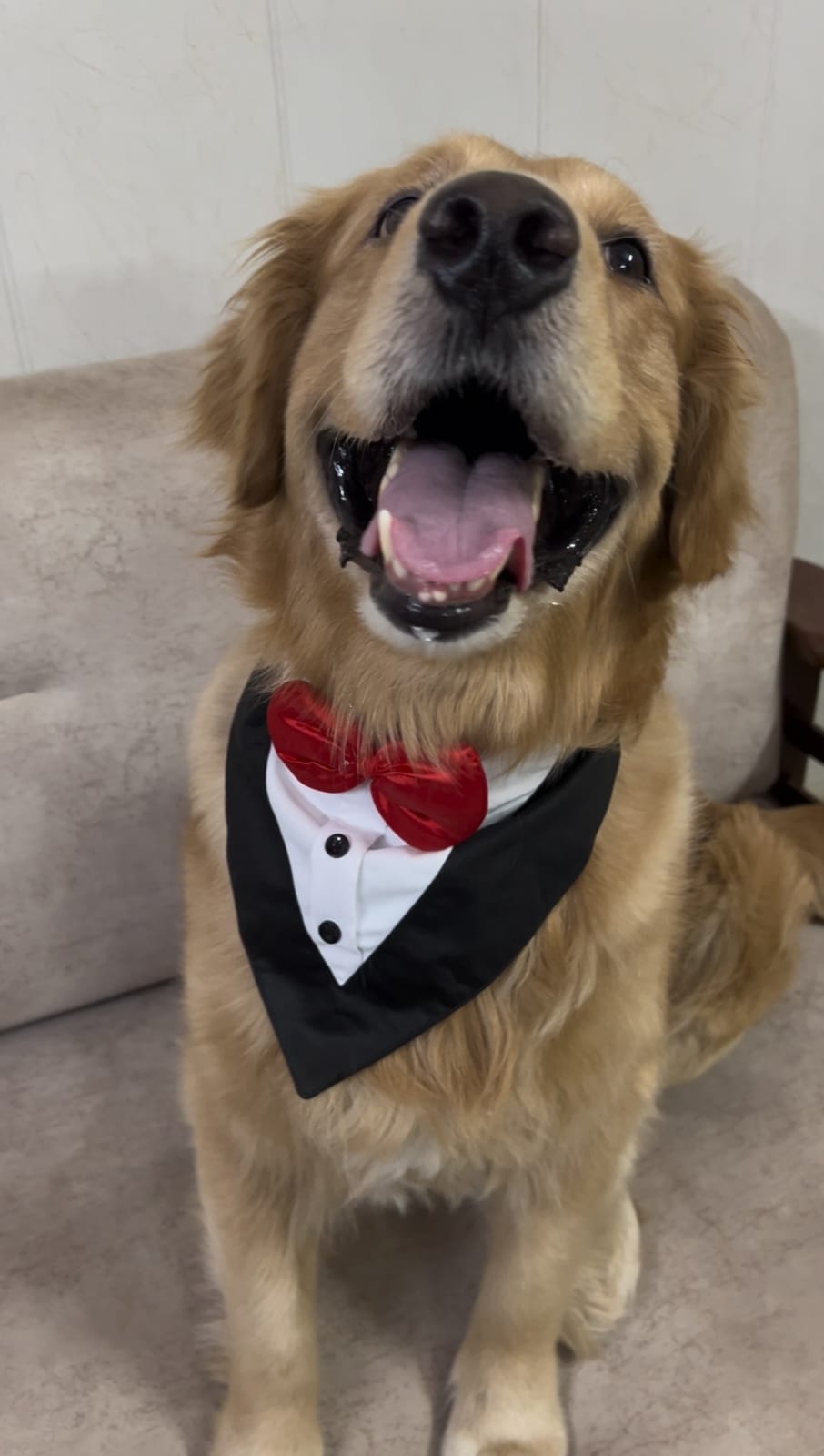 PawsIndia Black & White Tuxedo Bandana With Red Bow For Pets