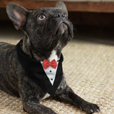 PawsIndia Black & White Tuxedo Bandana With Red Bow For Pets