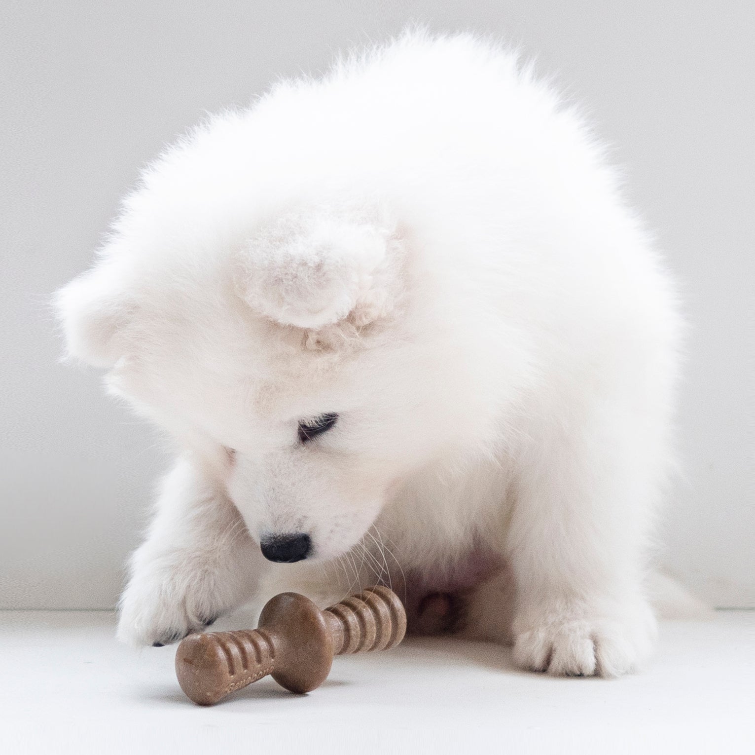 Puppy Pack-Maplestick/Zaggler Bacon