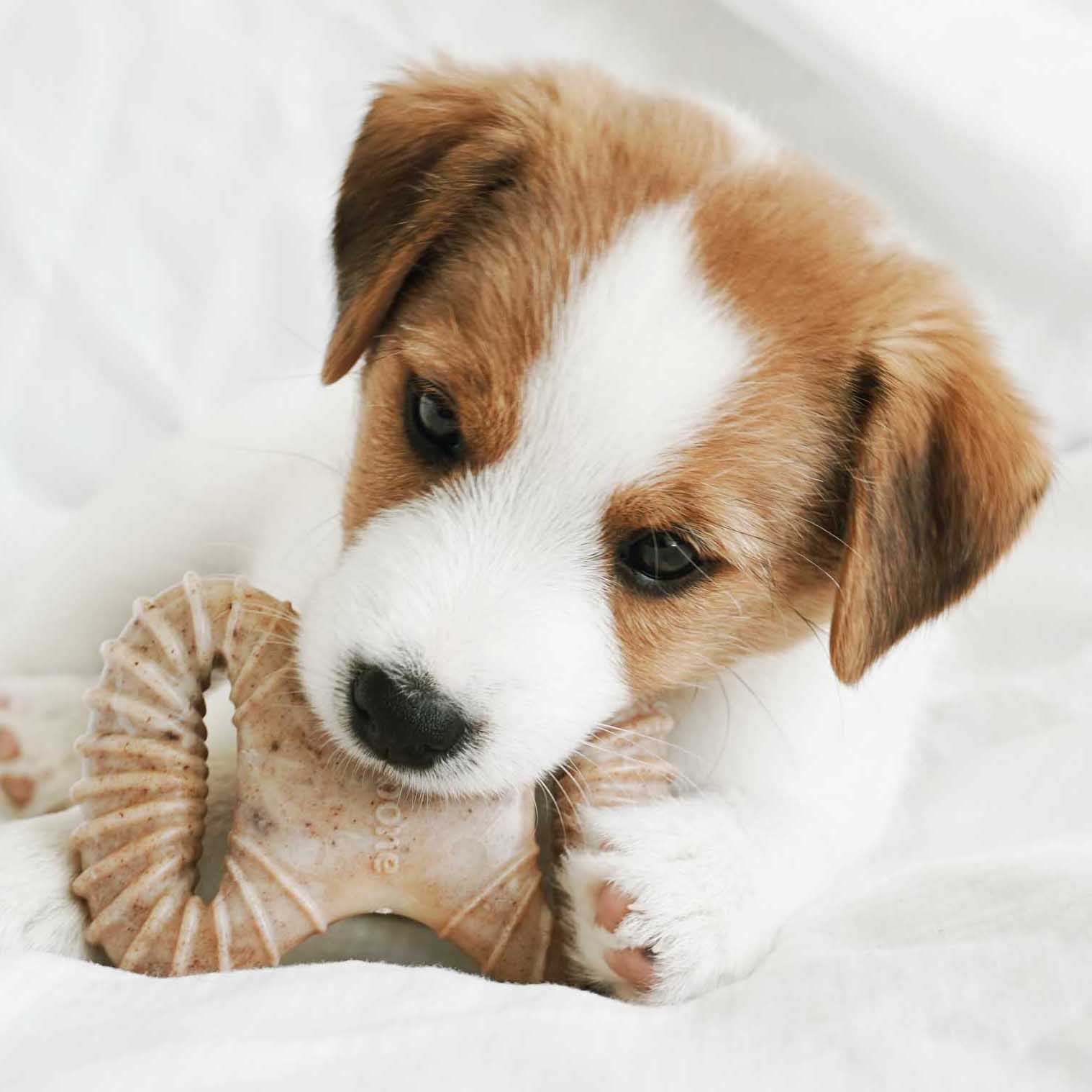 Dog Chew Toy