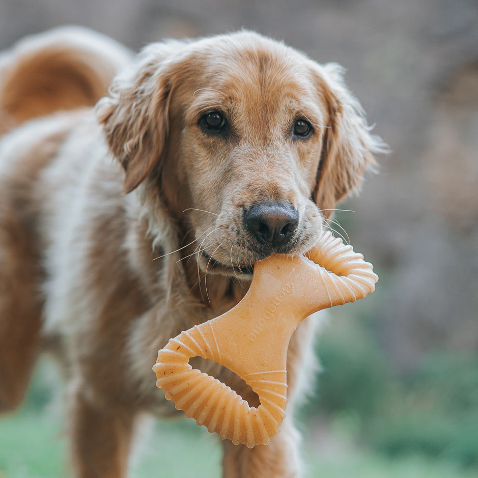 Dog Chew Toy