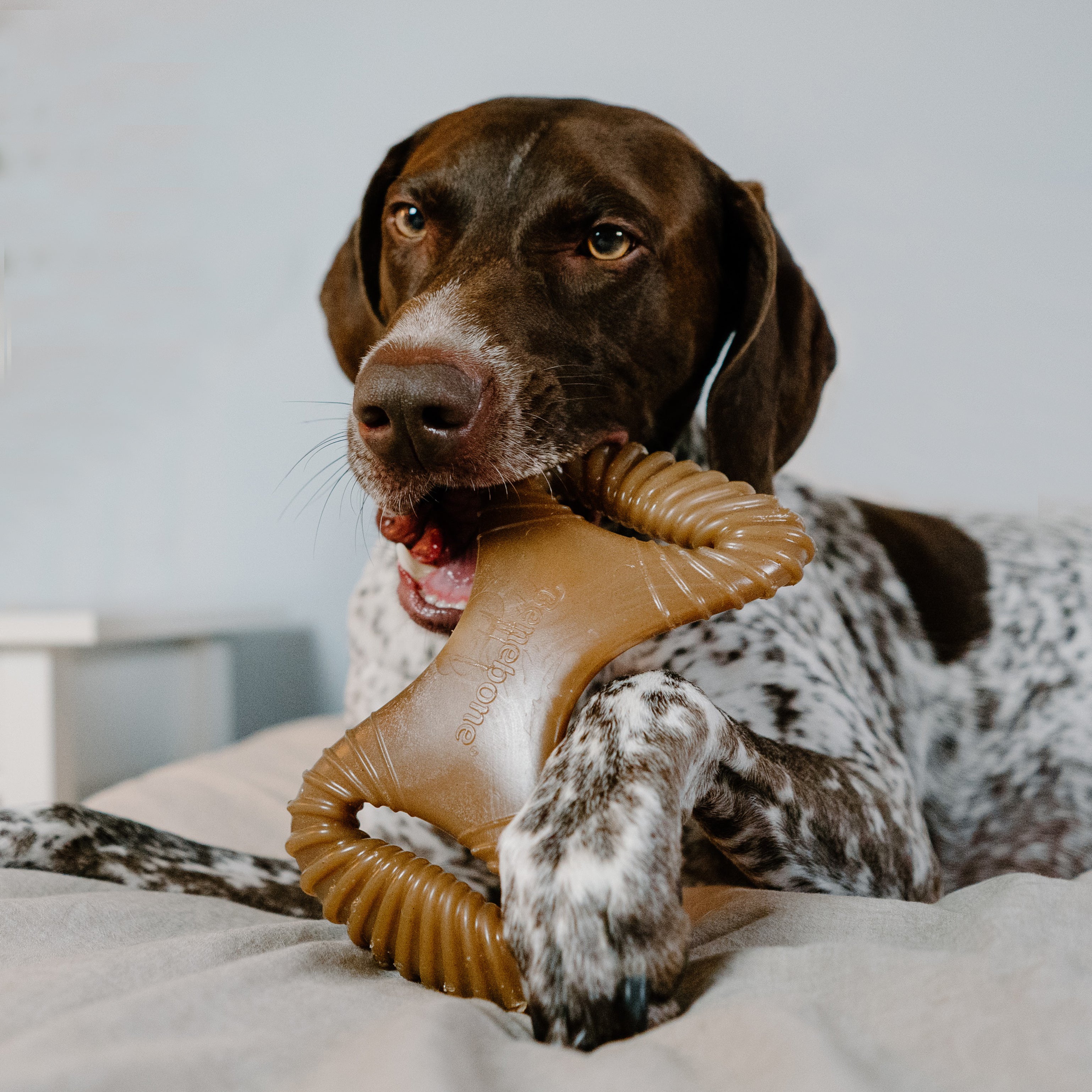 Dog Chew Toy