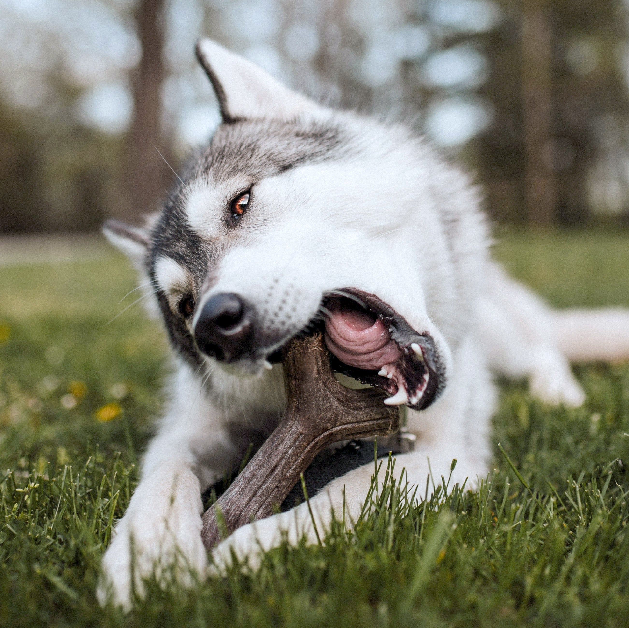 Benebone's Maplestick Stick Durable Dog Chew (Maple Wood Flavor)