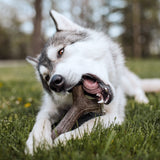 Benebone's Maplestick Stick Durable Dog Chew (Maple Wood Flavor)