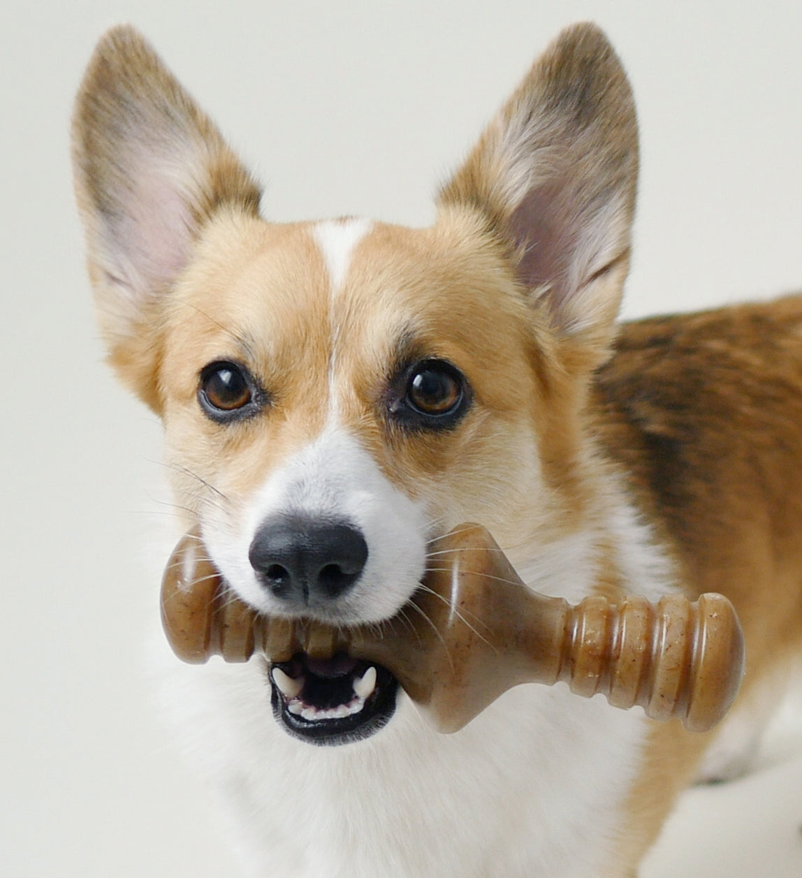 Best Chew Toy in india