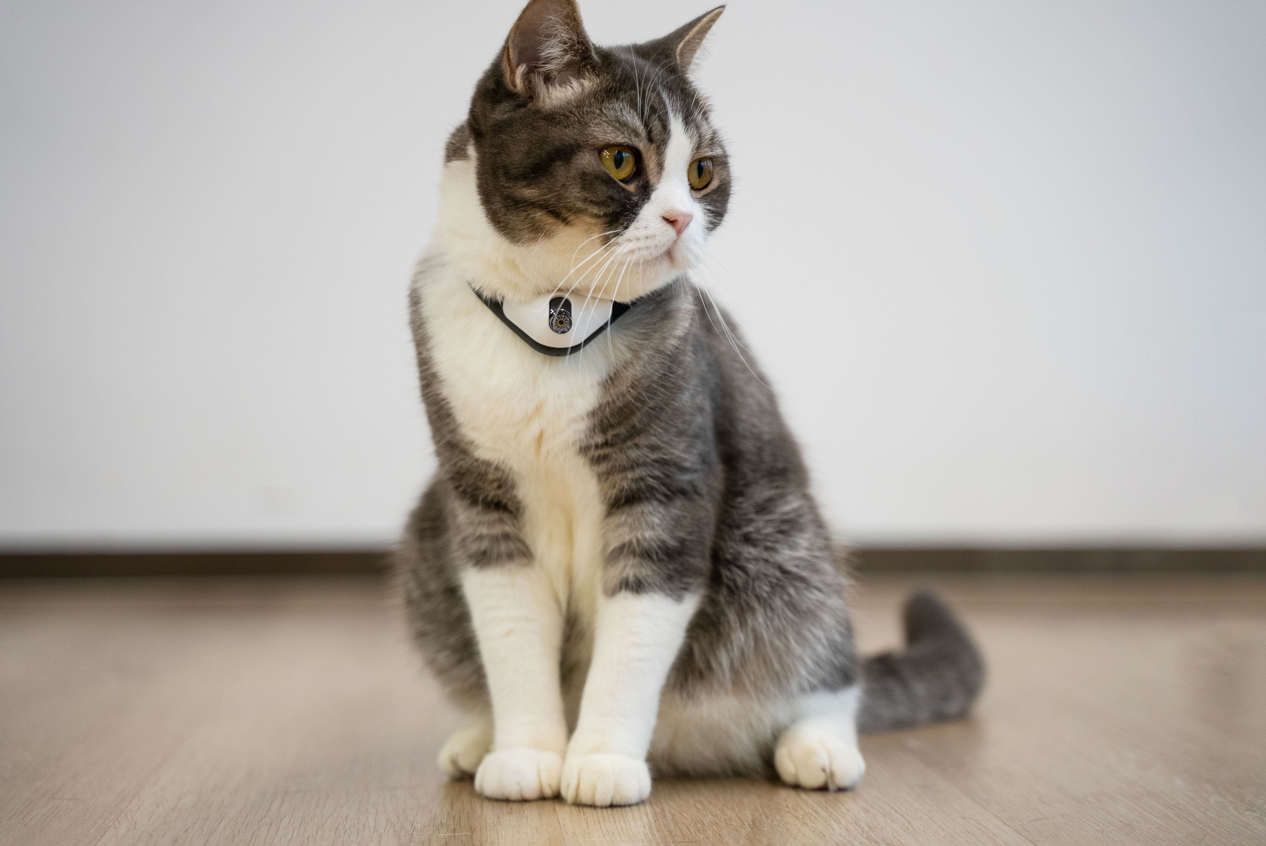 Cheerble Amusing Cat Collar