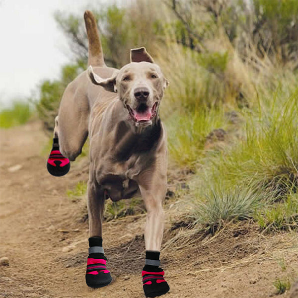 booties for dogs