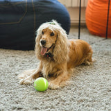Cheerble Wicked Dog Toy