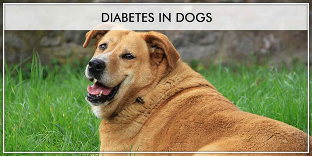 DIABETES IN DOGS