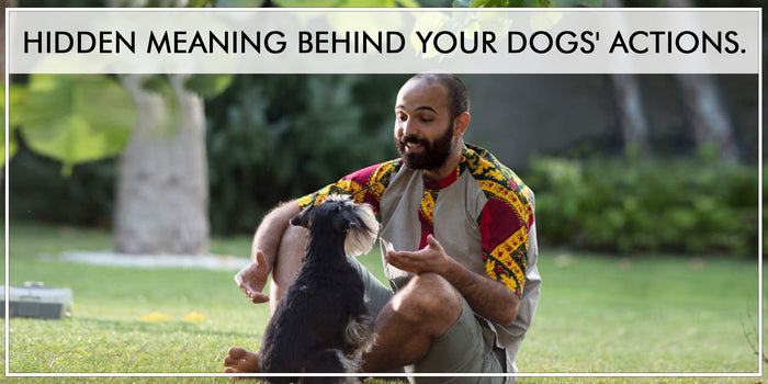 HIDDEN MEANING BEHIND YOUR DOGS’ ACTIONS