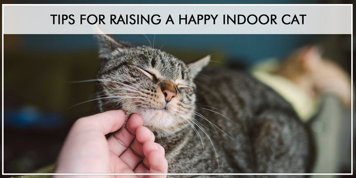 TIPS FOR RAISING A HAPPY INDOOR CAT