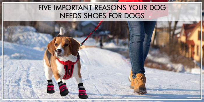 Important reasons your dog needs shoes for dogs