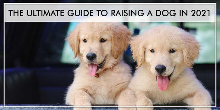 The Ultimate Guide to Raising a Dog in 2021 - Everything you need to know about how to raise a puppy