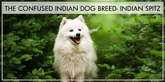 Everything you need to know about Indian Spitz dog- origin, history, grooming, and care
