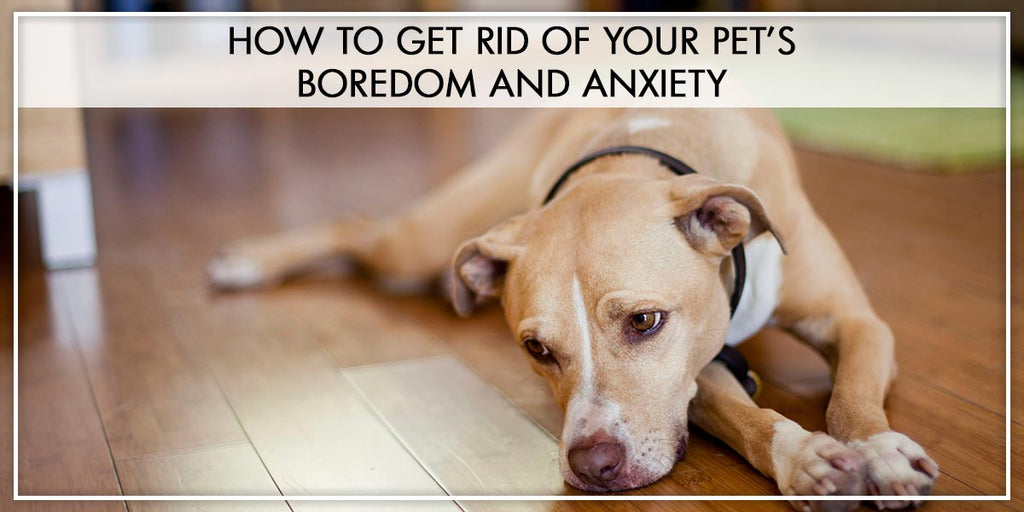How to Get rid of your pet’s boredom and anxiety