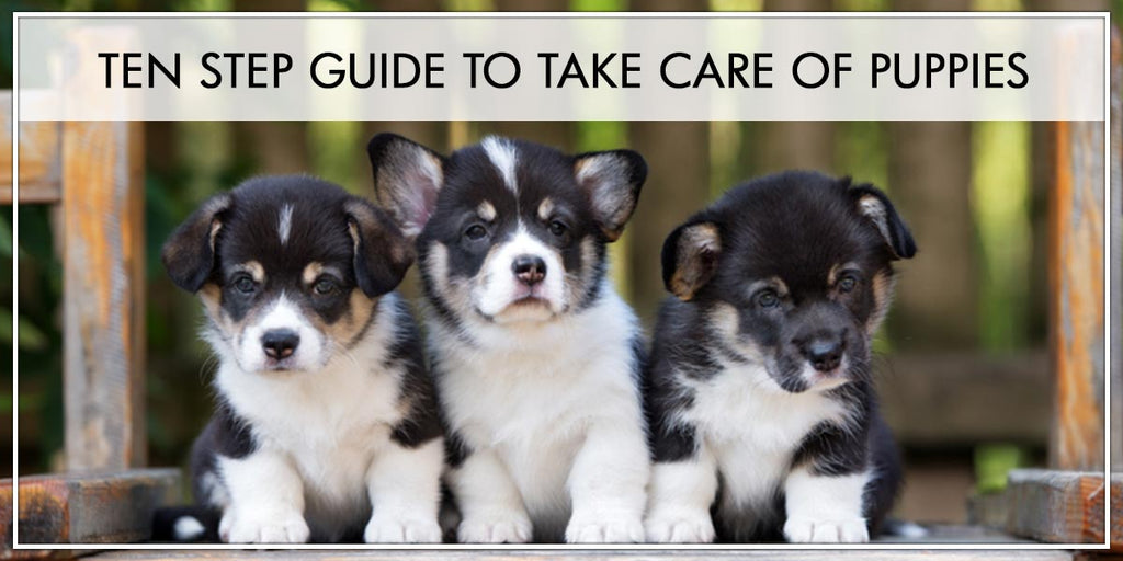 Step Guide to take care of a Puppy