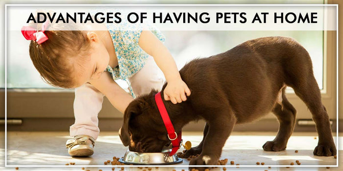 Advantages of having pets at home for child development
