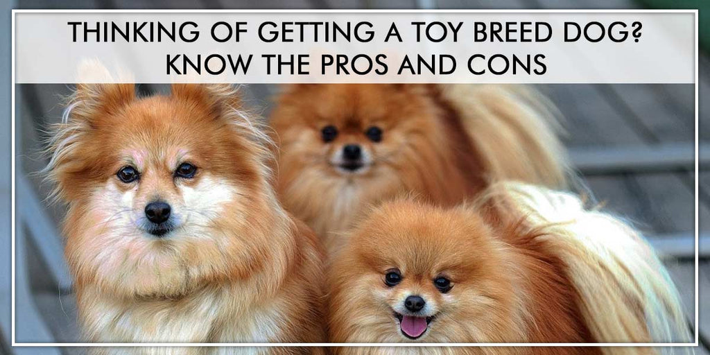 Thinking of Getting a Toy Breed Dog? Know the Pros and Cons