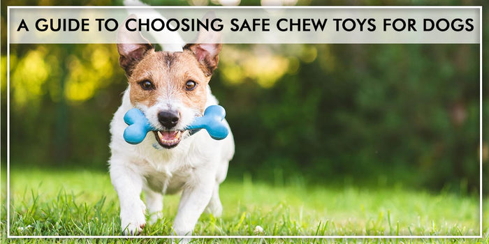 A guide to choosing safe chew toys for dogs