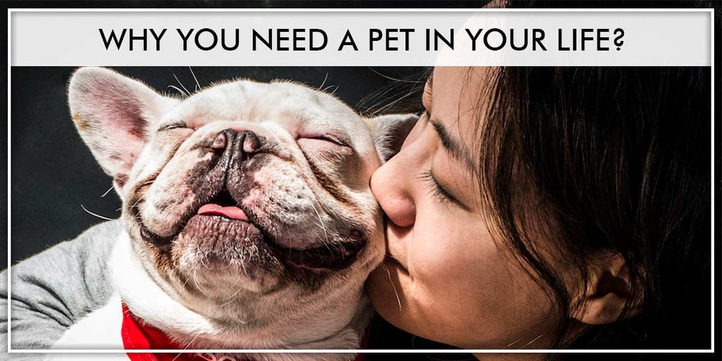 Modern-day benefits of pet ownership