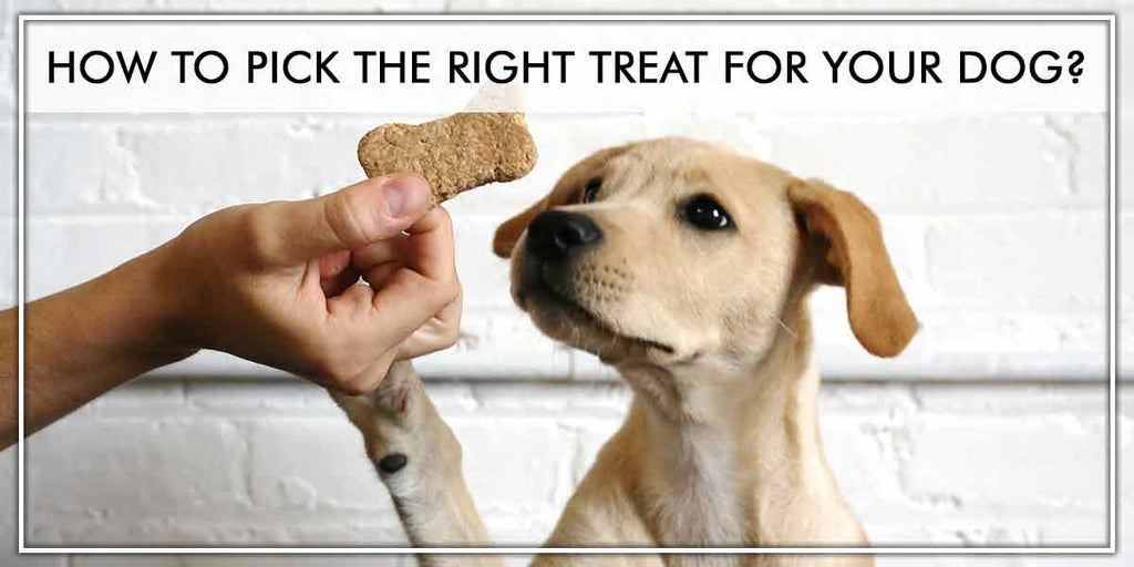 HOW TO PICK THE RIGHT TREAT FOR YOUR DOG?