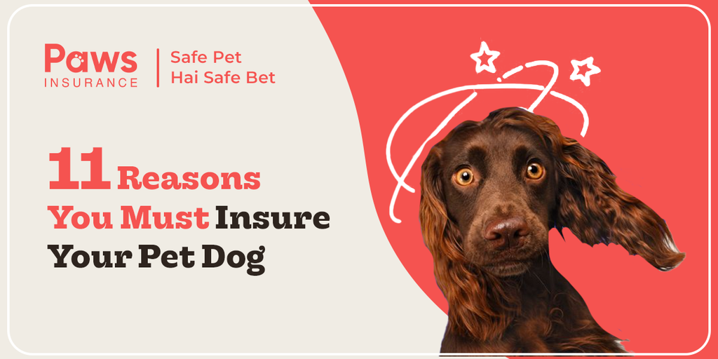 11 Reasons You Must Insure Your Pet Dog Right Away!