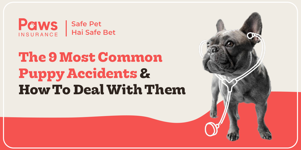 The 9 Most Common Puppy Accidents and How to Deal with Them