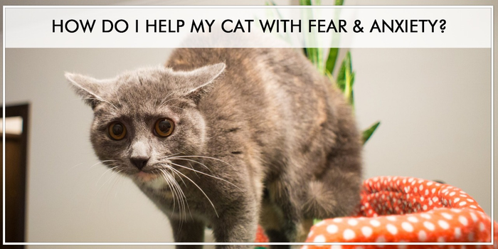 HOW DO I HELP MY CAT WITH FEAR & ANXIETY?