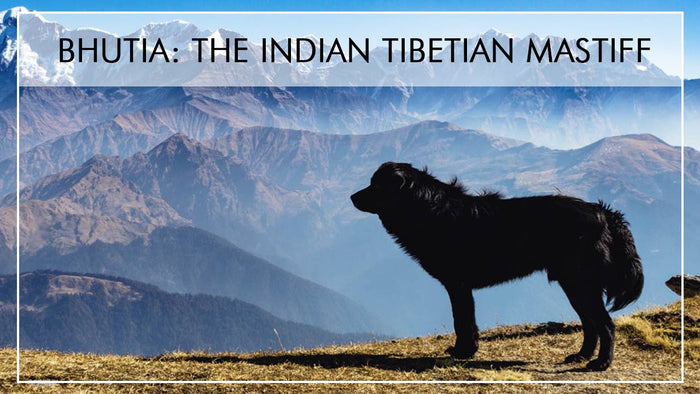 Bhutia The Indian Tibetian Mastiff
