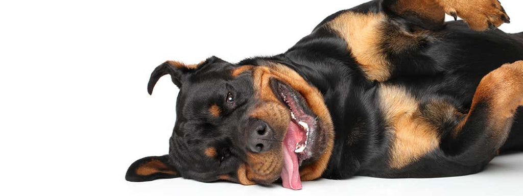 Rottweiler - Facts you probably didnt know
