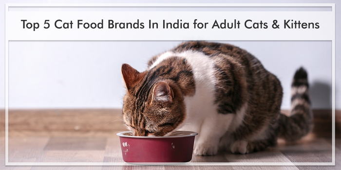 Cat Food : Top 5 Cat Food Brands In India for Adult Cats & Kittens