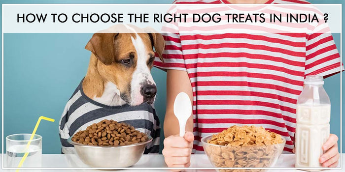 Dog Treat : How to Choose the Right Dog Treats in India ?
