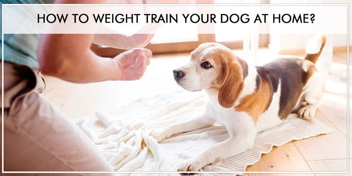 How to weight train your dog at home?