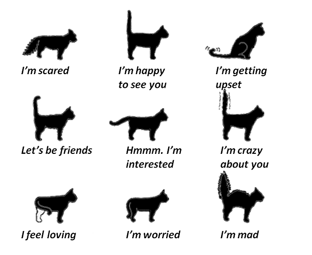 A guide to reading your cat's body language