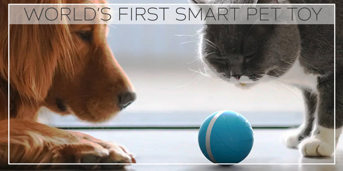 WORLDS FIRST SMART TOYS FOR PETS, NOW IN INDIA